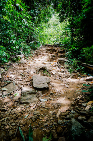 Trail through tall trees in a lush forest The cliff is a rocky layer with soil Adventurous trekking...