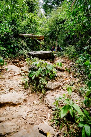 Trail through tall trees in a lush forest The cliff is a rocky layer with soil Adventurous trekking trail ravine forest landscape sunny summer day Ramkhamhaeng National Park, Sukothai, Thailand,の写真素材