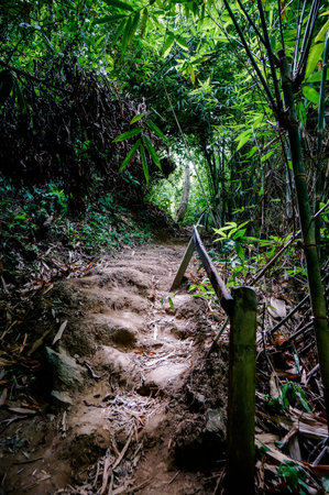 Trail through tall trees in a lush forest The cliff is a rocky layer with soil Adventurous trekking...