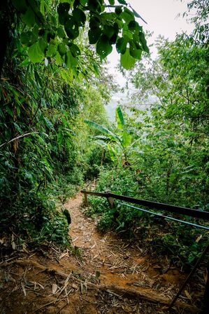 Trail through tall trees in a lush forest The cliff is a rocky layer with soil Adventurous trekking trail ravine forest landscape sunny summer day Ramkhamhaeng National Park, Sukothai, Thailand,の写真素材