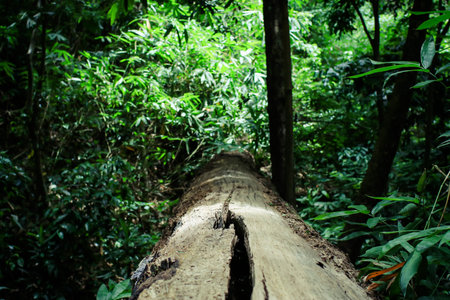 Natural floral background with spruce tree log on forest floor. Fallen log in meadow. Decaying log...