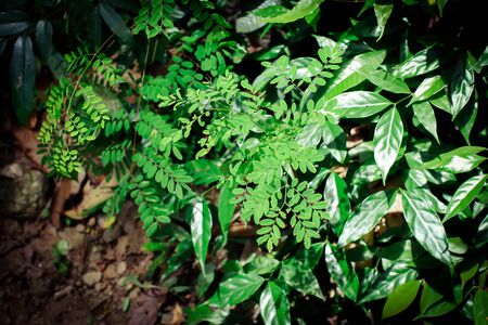Green leaf texture background, tropical leave foliage are shaped like tiny spikes, leaves in tropical forest, green concept.の写真素材