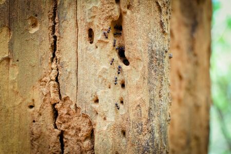 closeup of ants walking up and down on a red tree log ant worker on a branch close-up, insect macro photo Termite on Wooden handrails in the way to the top of Khao Luang mountain in Ramkhamhaeng National Park,Sukhothai province Thailandの写真素材