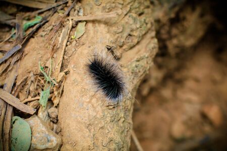 Beautiful black and white furry caterpillar on dry wooden beam in the garden Black caterpillars climb on the ground. It has white fur.の写真素材