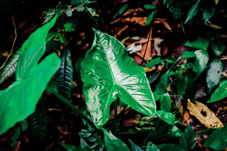 Green leaf texture background, tropical leave foliage are shaped like tiny spikes, leaves in tropical forest, green concept.の写真素材