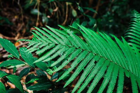Green leaf texture background, tropical leave foliage are shaped like tiny spikes, leaves in tropical forest, green concept.の写真素材