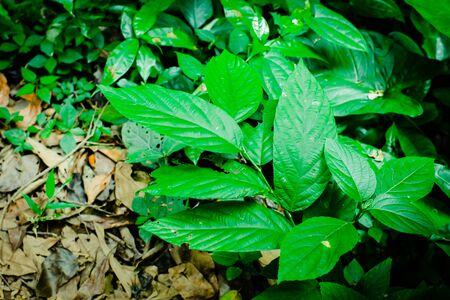 Green leaf texture background, tropical leave foliage are shaped like tiny spikes, leaves in tropical forest, green concept.の写真素材