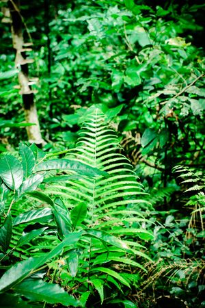 Green leaf texture background, tropical leave foliage are shaped like tiny spikes, leaves in tropical forest, green concept.の写真素材