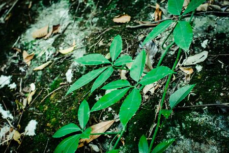 Green leaf texture background, tropical leave foliage are shaped like tiny spikes, leaves in tropical forest, green concept.の写真素材