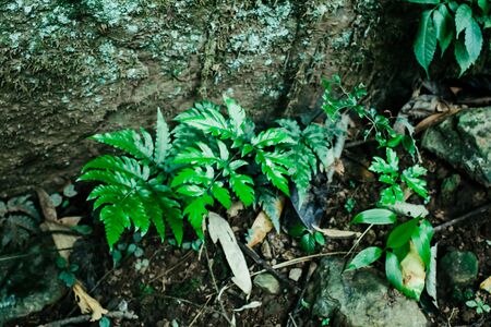 Green leaf texture background, tropical leave foliage are shaped like tiny spikes, leaves in tropical forest, green concept.の写真素材