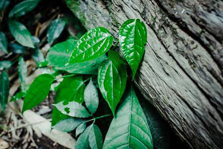 Green leaf texture background, tropical leave foliage are shaped like tiny spikes, leaves in tropical forest, green concept.の写真素材