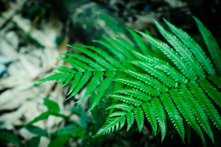 Green leaf texture background, tropical leave foliage are shaped like tiny spikes, leaves in tropical forest, green concept.の写真素材
