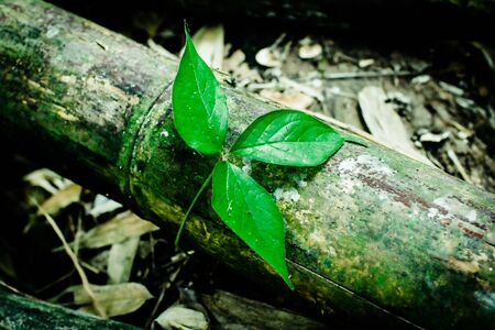 Green leaf texture background, tropical leave foliage are shaped like tiny spikes, leaves in tropical forest, green concept.の写真素材
