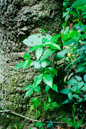 Green leaf texture background, tropical leave foliage are shaped like tiny spikes, leaves in tropical forest, green concept.の写真素材