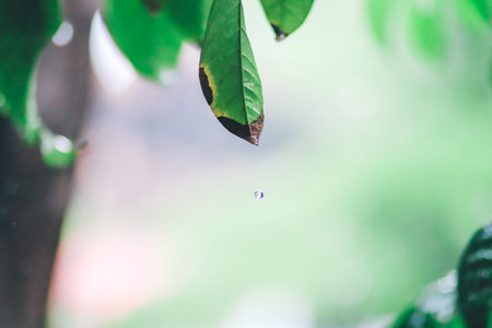 green background. Close up of water drops on green leave. selective focus water drops on green leave...