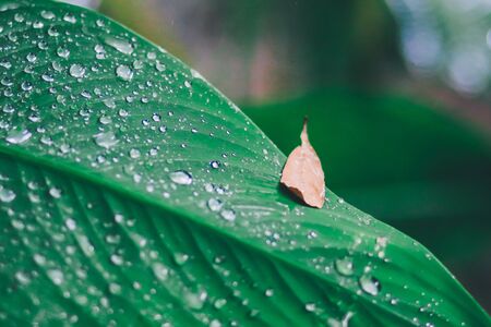 green background. Close up of water drops on green leave. selective focus water drops on green leave after the rain; fresh and relax concept. soft focusの写真素材
