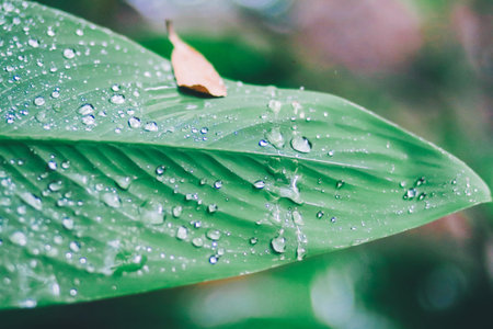 green background. Close up of water drops on green leave. selective focus water drops on green leave...
