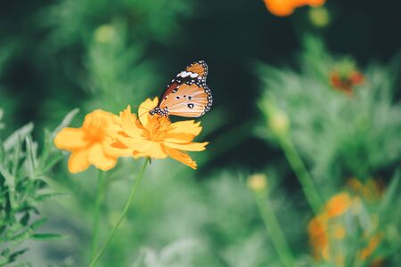Closeup butterfly on flower A monarch butterfly feeding on yellow flowers in a Summer garden.の写真素材