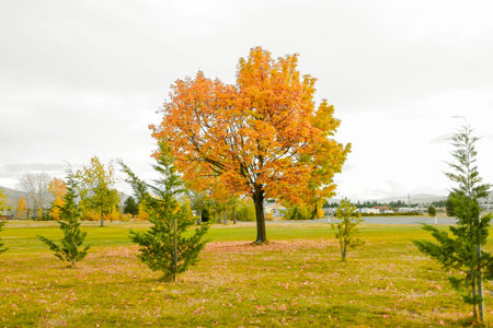 An autumn scene in a public park Beautiful gold fall Panoramic Beautiful Nature Autumn landscape....