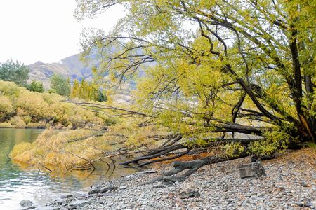 Tree Growing near Lake and Bright Sun in Tree Branches Smooth the river near the plant with trees in the morning autumn dayの写真素材