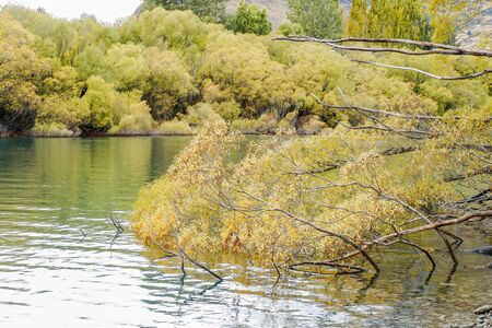 Tree Growing near Lake and Bright Sun in Tree Branches Smooth the river near the plant with trees in the morning autumn dayの写真素材