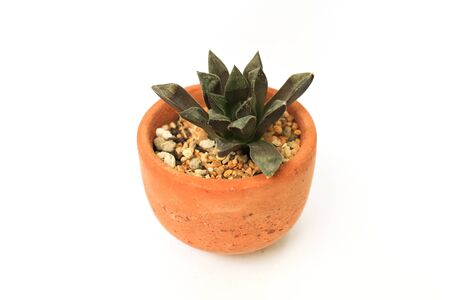 minimalist modern Natural green succulents cactus,in white flowerpot isolated on white background Collection of various cactus and succulent plants in different pots. Potted cactus house plants on white shelf against white wall.の写真素材