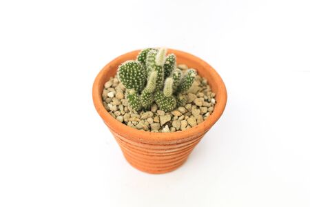 minimalist modern Natural green succulents cactus,in white flowerpot isolated on white background Collection of various cactus and succulent plants in different pots. Potted cactus house plants on white shelf against white wall.の写真素材