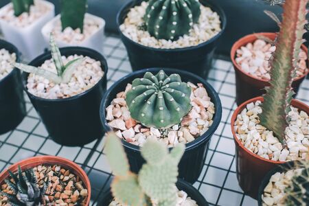 Cactus Various Kind Nature Houseplant Fresh Concept n a pot. Colorful of beautiful cactus or succulents in the pot pattern background. This plant used for decoration home, office, living room or garden.の写真素材
