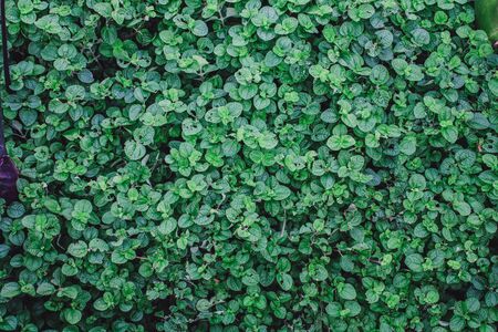green leaves with water drop for natural background.texture background of ivy leave green spring wall Green leaves background. Green leaves color tone dark in the morning.Tropical Plant,environment,の写真素材