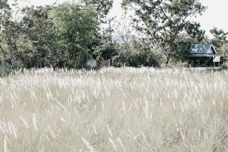 Rim light close up of many summer little iron weed.the flower in the morning breeze, nature of Little Iron Weed flowers, green garden backgroundの写真素材