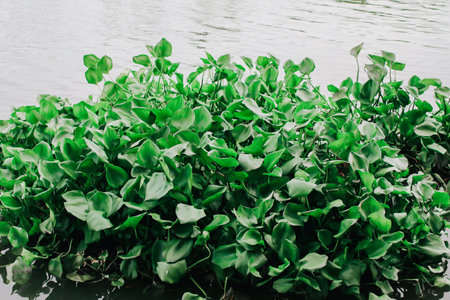 Group of water hyacinth floating in the river.Floating water hyacinth, plants green leaves....