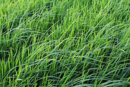 Rice field green grass blue sky cloud cloudy landscape background.In rice fields where the rice is growing, the yield of rice leaves will change from green to yellow.Beautiful sunrise with golden hour with landscape.の写真素材