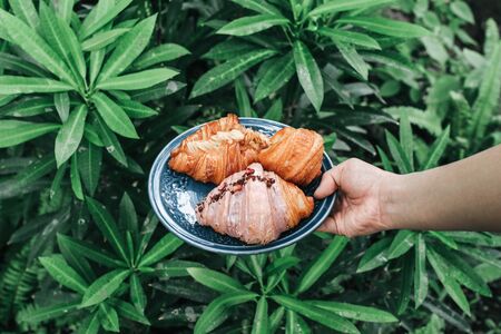 Hand holding blue plate with fresh sweet bake croissants for breakfast over in gardenの写真素材