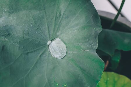 Close-up shot dew droplets on green leaves.Large beautiful drops of transparent rain water on nasturtium leaf.Beautiful leaf texture in nature with sun light,vintage dark tone.Relaxation natural backの写真素材