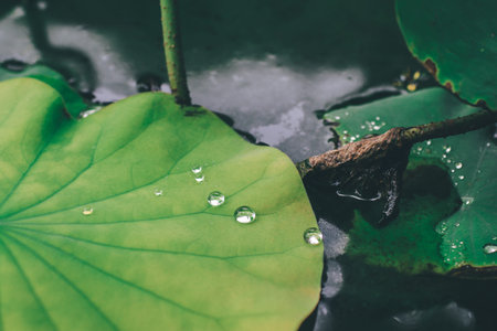 Close-up shot dew droplets on green leaves.Large beautiful drops of transparent rain water on...