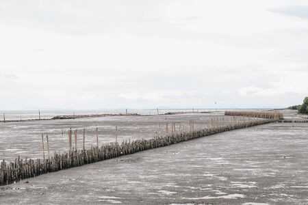 Mangrove roots and water and sand on the shore.Bamboo fence wall is breakwater for protecting the shore and mangrove forest from wave erosion and storm in sea background and sunshine in the morning.の写真素材
