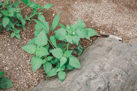 Close-up green ivy climbing plant covered stone hill. Nature concept for design.Original texture of...