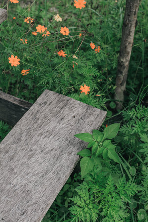 Corner of brown wooden board on fresh Cosmos sulphureus with buds and green leaves. Can be used for display or montage your products.Mock up for display of product.の写真素材
