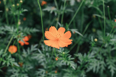 Close up Cosmos sulphureus with buds and green leaves orange summer flowers blooming in beautiful garden landscapeの写真素材