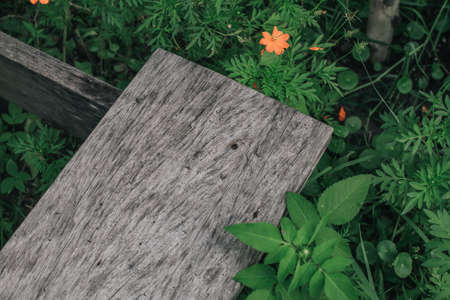 Corner of brown wooden board on fresh Cosmos sulphureus with buds and green leaves. Can be used for display or montage your products.Mock up for display of product.の写真素材
