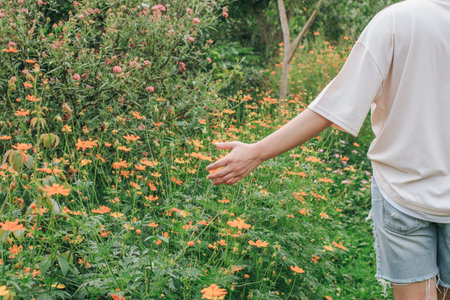 Traveler or tourism walking in the flower field and hand touch orange cosmos flower (Cosmos...