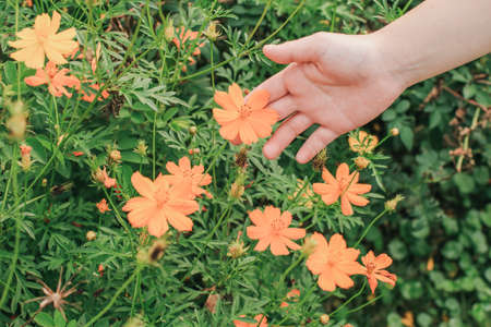 Hands holding orange cosmos flower (Cosmos sulphureus) in the garden.Freedom and relax in the flower meadow outdoors in summer and vacation day. Lifestyle Concept.の写真素材