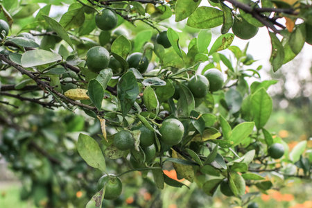 Green Mandarin Orange grow on tree in the farm garden.Branch with fresh green tangerines and...