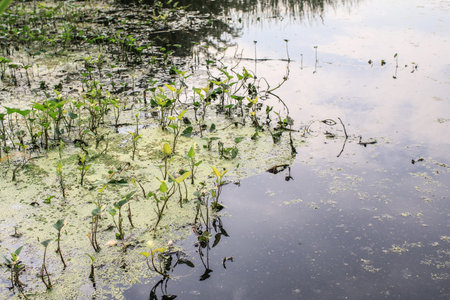 Duckweed as well as food & agricultural values and used for wastewater treatment to capture toxins &...