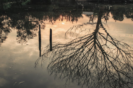 Beautiful tree autumn sunset reflection in water.Natural sunrise landscape. Many traveler come for...