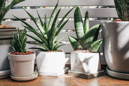 Aloe Vera, Green cactus, white flowers and succulent plants in modern geometric concrete planters with sun light at Garden.White flower pot decoration.の写真素材