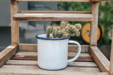 Cactus house plant in cup on wooden chair. Home garden. Copy space. Minimalist style decoration...