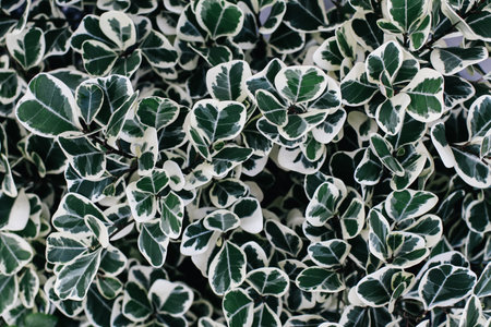 Green leaf texture. Leaf texture background. Fortune's spindle , close-up Ficus elastica plant. Beautiful background of Euonymus wintercreeper shrub with green, yellow and white leaves.の写真素材