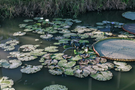 Abstract landscape of lotus pond at morning with sunrise. Oriental garden. Natural exotic background. Dark toning, selective focusの写真素材
