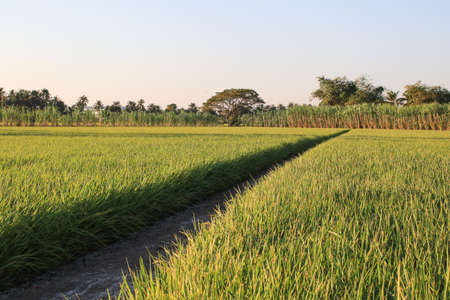 Landscape rice Field of Farmer. Close Up of yellow paddy rice field with green leaf and Sunlight in the morning time, Rice field and sky background pattern texture,の写真素材